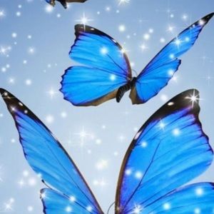🦋 6 for $20.00.